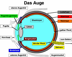 Auge