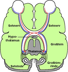 Gehirn