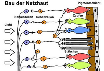 Netzhaut